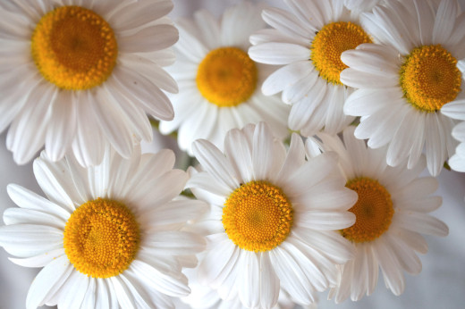 731327 (a): :2500x1660